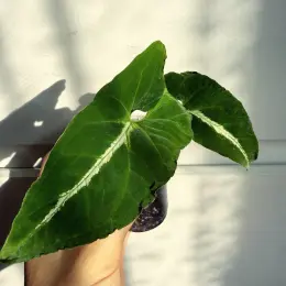 Сингониум Вендланда (Syngonium Wendlandii)