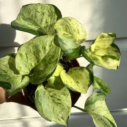 Scindapsus Happy Leaf