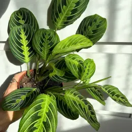 Maranta Lemon Lime в горщику 12 см