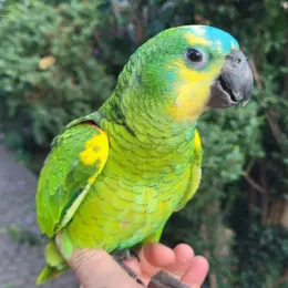 Пташеня амазон синьолобий Кубинський амазон
