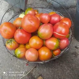 Помідори свіжі