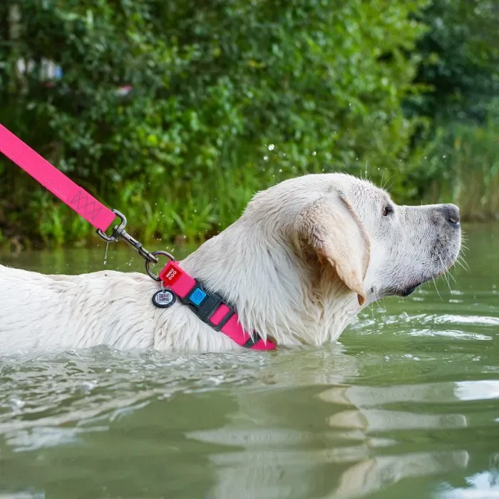 Амуніція нашийник повідок для собак біотан пвх Waudog waterproof — фото 3