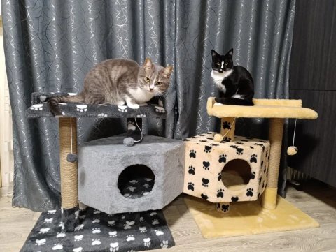 Будиночок для котика. Хатинка для кот