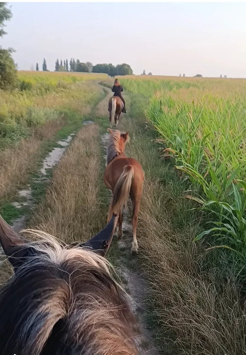 Кінні прогулянки — фото 2
