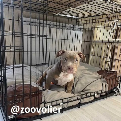 Клетка для собак, клетка для щенка на виірост, клітка для собак цуценя, переноска для кота или собак
