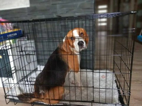 Клітка для собаки в квартиру | Вольєр для цуценят Переноска для тварин