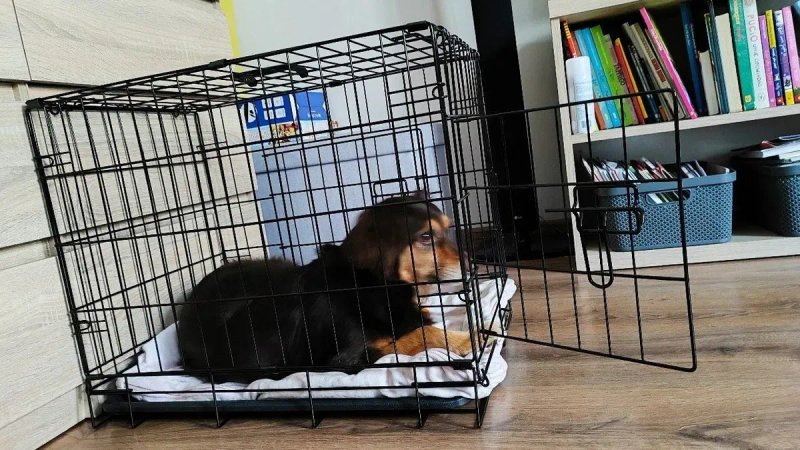 Клітка металева складна | Вольєр для собак щенков кроля кота ‼️НОВА‼️ — фото 4