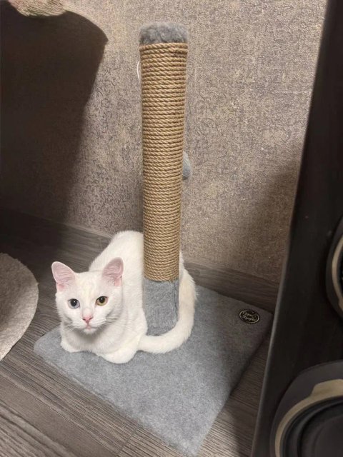 Когтеточка для кота. Дряпка, царапка