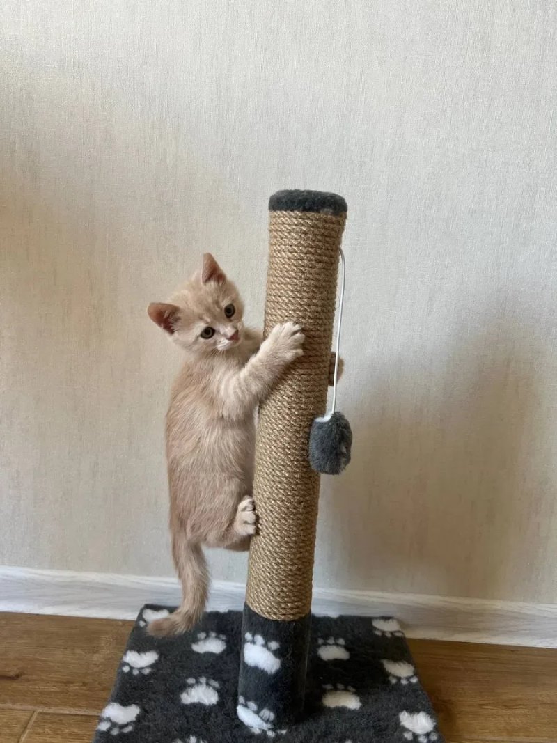 Когтеточка для кота. Дряпка, царапка — фото 2