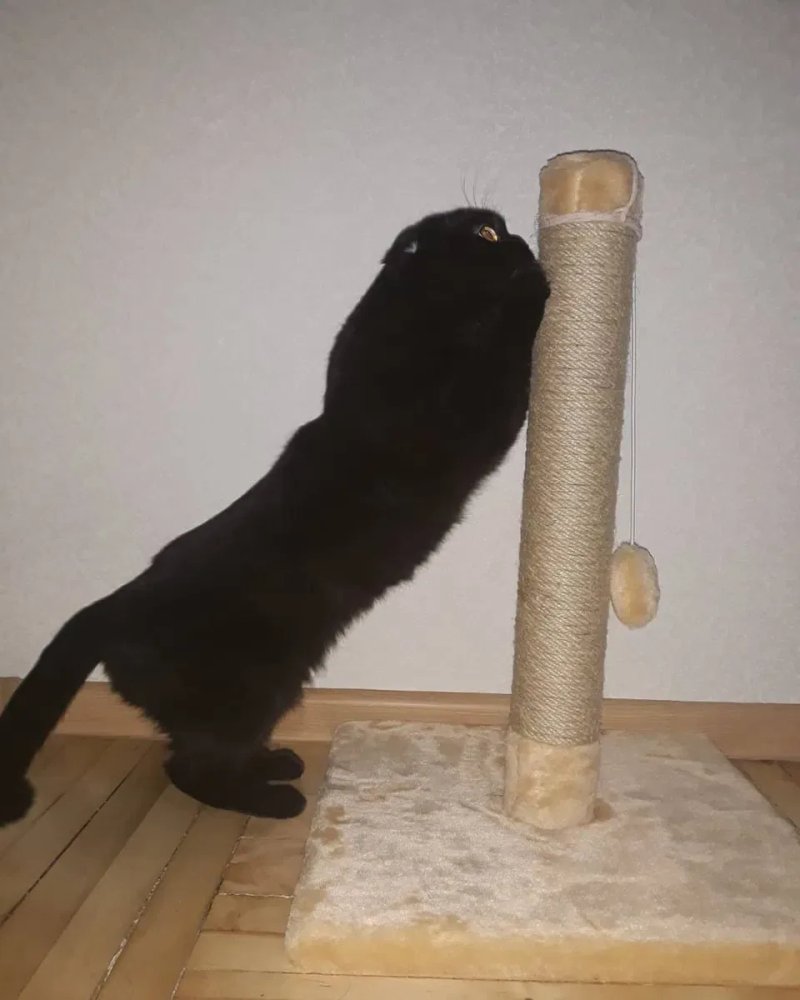 Когтеточка для кота. Дряпка, царапка — фото 3