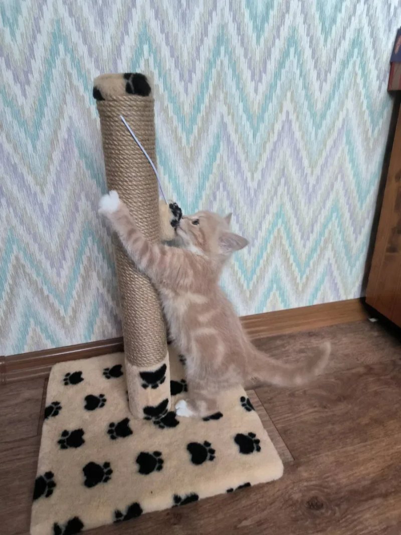 Когтеточка для кота. Дряпка, царапка — фото 4