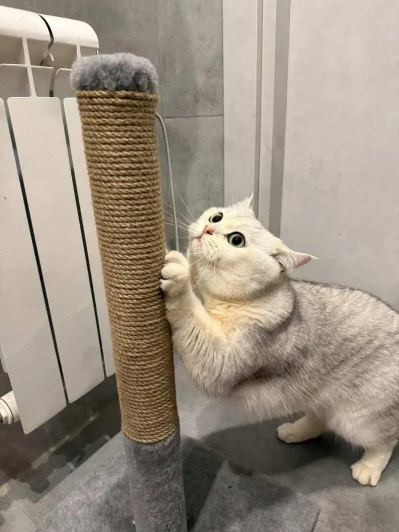 Когтеточка для кота. Дряпка, царапка — фото 5