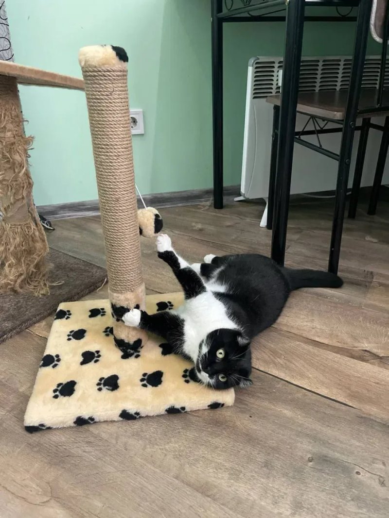 Когтеточка для кота. Дряпка, царапка — фото 6