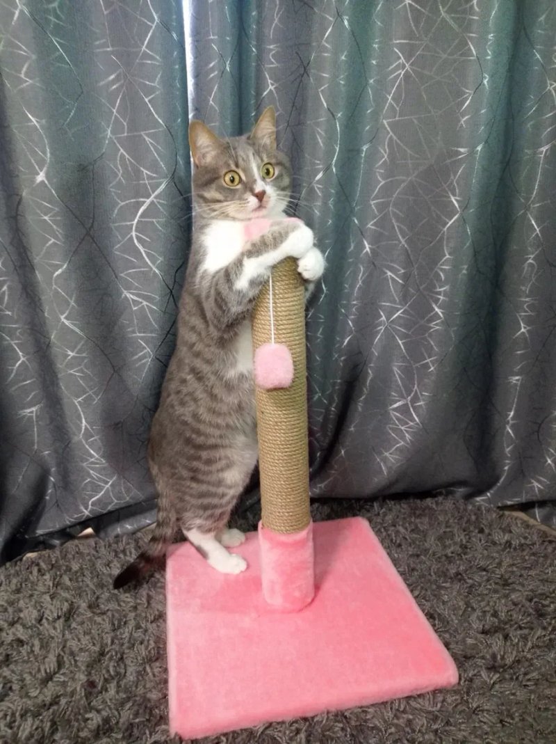 Когтеточка для кота. Дряпка, царапка — фото 8