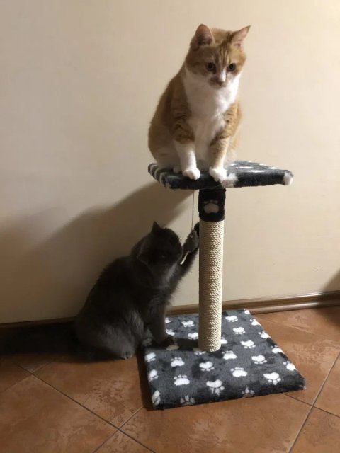 Когтеточка для котов, дряпка, царапка. Кігтєточка для дорослих котиків