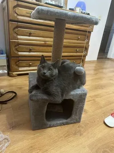 Когтеточка домик для кота кошки царапка дряпка Кігтеточка з будиночком — фото 7