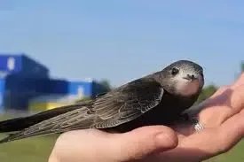 Корм для стрижа.  Кормові насекомиє