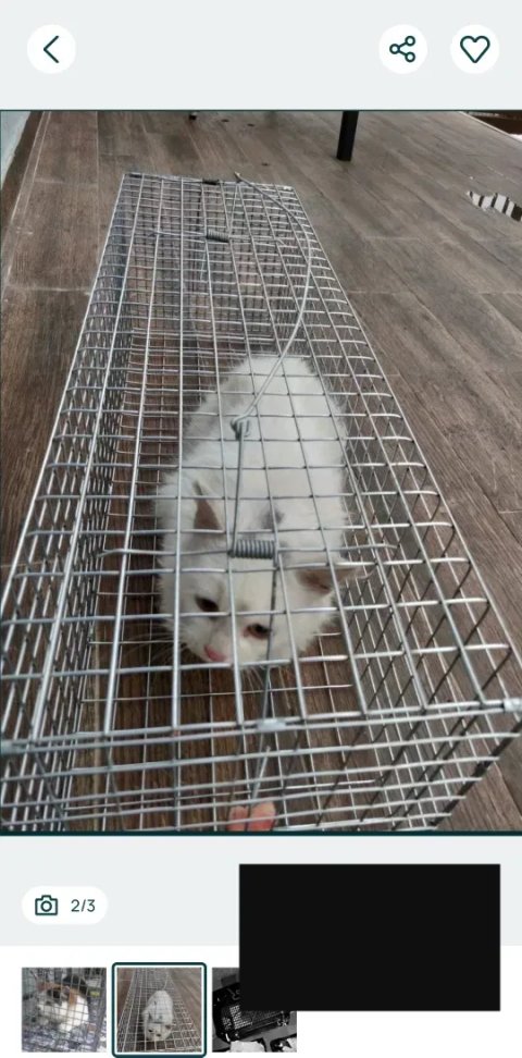 Ловушка автомат. Котоловка. Аренда