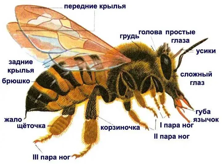 Мазь прополисная 17,5%, свечи (ректальные/вагинальные) - в ассортименте — фото 8