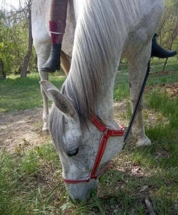 Недоуздок на корову, коня, шкіряний,регульований,міцний. Ручна робота — фото 3