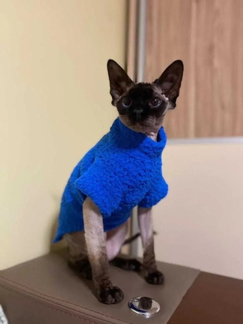 Одежда для кошек, котов, котят и собак. Вязаная одежда для сфинксов — фото 2