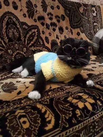 Одежда для кошек, котов, котят и собак. Вязаная одежда для сфинксов — фото 6