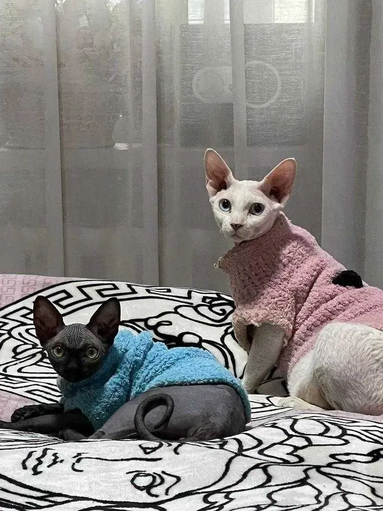 Одежда для кошек, котов, котят и собак. Вязаная одежда для сфинксов — фото 7