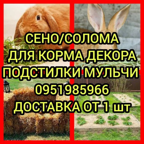 ‼️СЕНО ДЛЯ ДЕКОРА ДЕКОР для корма, подстилки в тюках мешках дикорастущее сіно с доставкой‼️