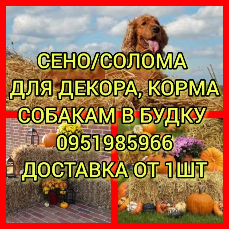‼️СЕНО  ДЛЯ ДЕКОРА ДЕКОР для корма, подстилки в тюках мешках дикорастущее сіно с доставкой‼️ — фото 3