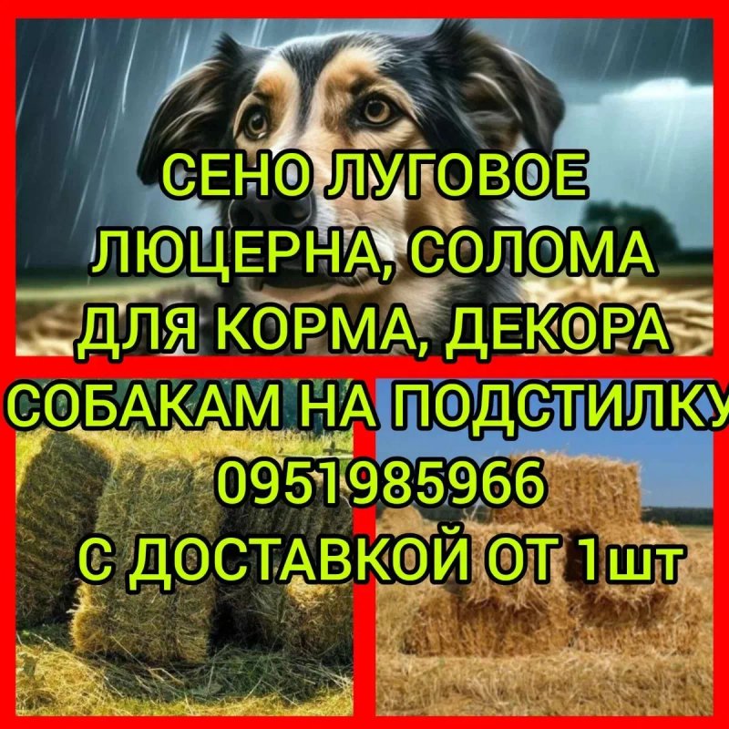 ‼️СЕНО С ДОСТАВКОЙ от 1 шт  в тюках мешках, сіно горное. Большие объёмы‼️ — фото 3