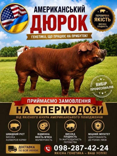 Сімя від племінних хряків