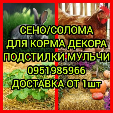 ‼️СІНО ДЕКОР КОРМ З ДОСТАВКОЮ від 1 штуки в тюках мішках, сено лісове. Для подстилки, мульчи.