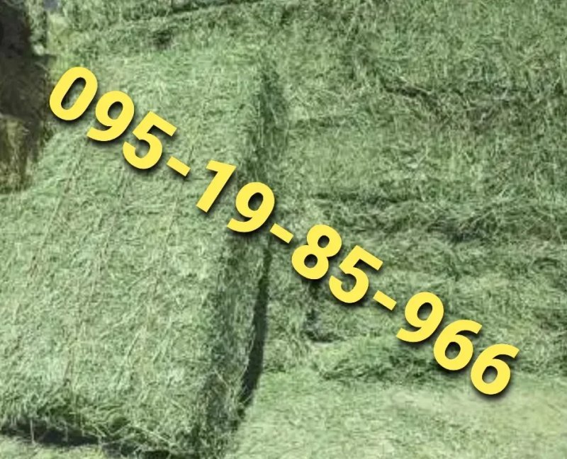 ‼️СІНО ДЕКОР КОРМ З ДОСТАВКОЮ від 1 штуки в тюках мішках, сено лісове. Для подстилки, мульчи. — фото 8