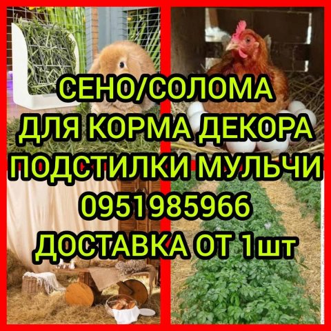 ‼️СІНО ДЕКОР СО ЛО МА ДОСТАВКА от 1 шт, сено в тюках мешках суданки и др виды.