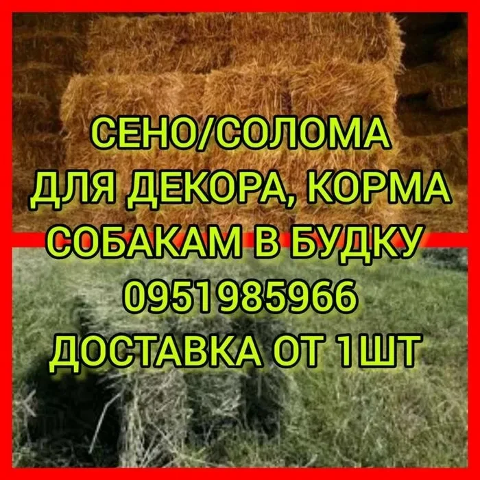 ‼️СІНО ДЕКОР СО ЛО МА  ДОСТАВКА от 1 шт, сено в тюках мешках суданки и др виды. — фото 3