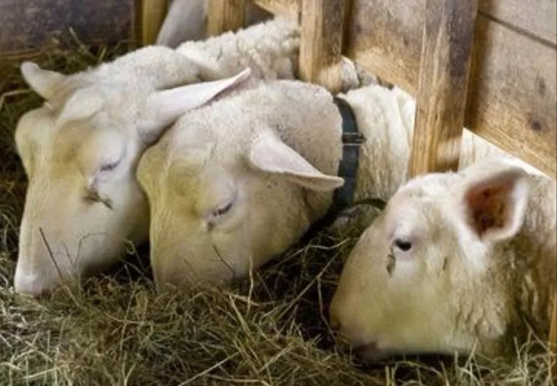 ‼️СІНО ДЕКОР СО ЛО МА  ДОСТАВКА от 1 шт, сено в тюках мешках суданки и др виды. — фото 7