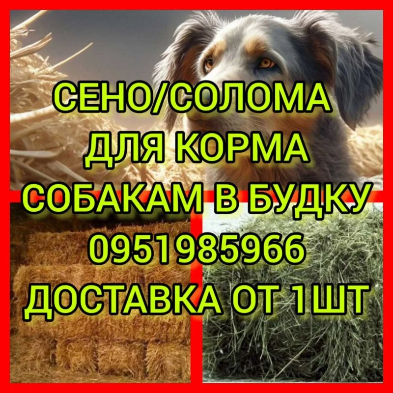 ‼️СІНО  ДОСТАВКА от 1 шт  в тюках мешках (кукурузне и др), сено. В наличии‼️ — фото 3