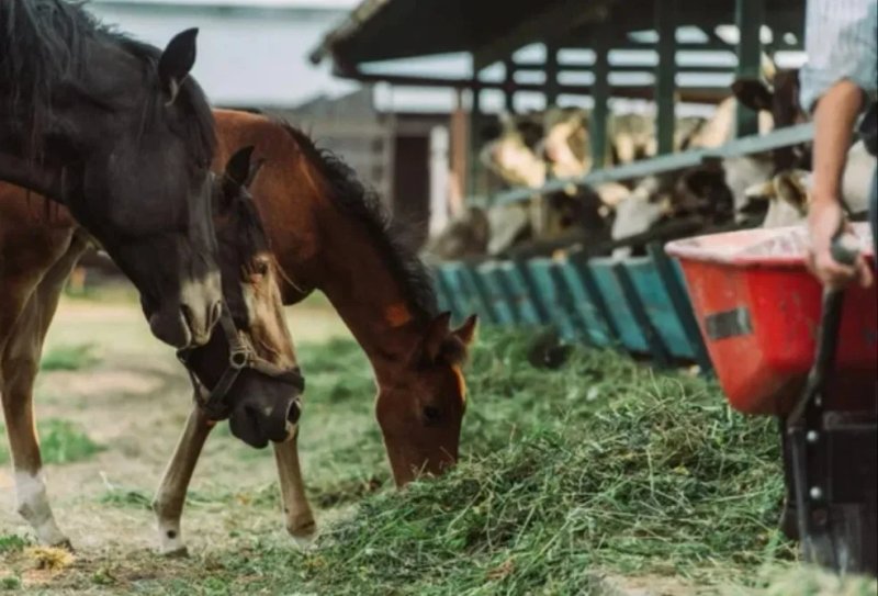 ‼️СІНО С ДОСТАВКОЙ от 1 шт  в тюках мешках. Сено в тюках. Большие объёмы. — фото 4