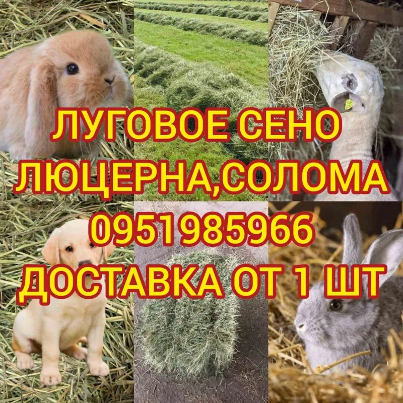 ‼️СІНО З ДОСТАВКОЮ от 1 шт   в тюках мешках, сено (могары и др виды)‼️ — фото 2