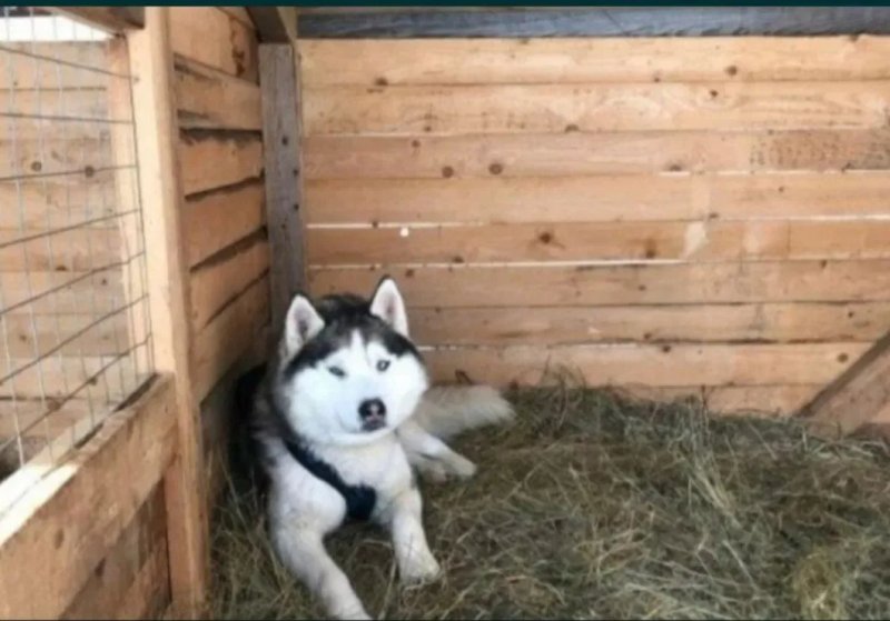 ‼️СІНО З ДОСТАВКОЮ от 1 шт   в тюках мешках, сено (могары и др виды)‼️ — фото 3