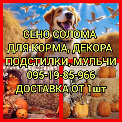 ‼️СОЛОМА ДЛЯ ДЕКОРА С ДОСТАВКОЙ ОТ 1 ШТ в тюках мешках. Декор, подстилка, корм‼️