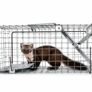 ХІТ Живоловка 50х17х20 см оцинкована сталь пастка для куниць ласок щурів котів гризунів | Надійність Безпечність Гуманність