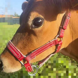 Недоуздок розм. Х красный продаж коровам быкам голштинской породы