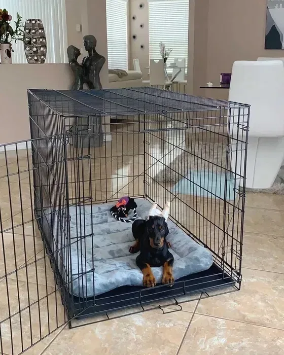 Клітка для собак , клітка для цуценят , переноска , клетка для котов — фото 4