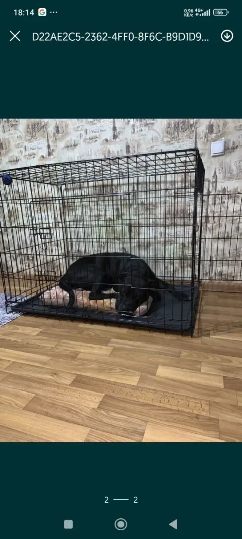 Клітки для собак та котів
