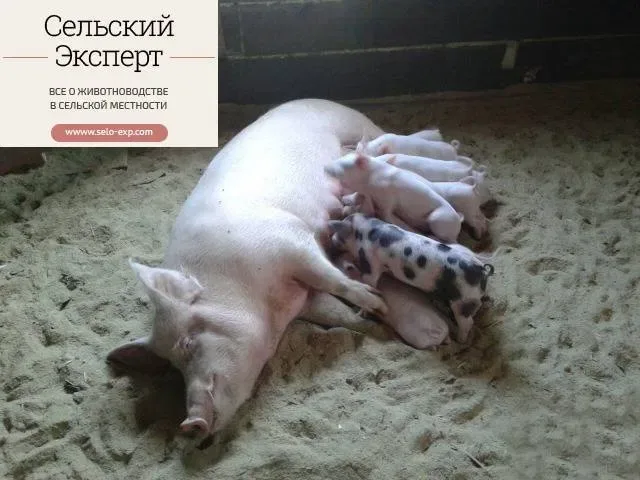 Несменяемая  подстилкака для животных одноразовая зазыпка полезных бактерий и 3 года без уборки  навоза — фото 4