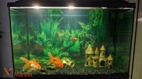Рибки-гуппі, молінезії, меченосці, анциструси, гурамі, вуалехвости