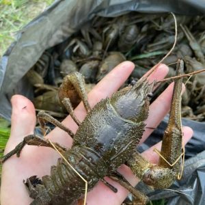 Продаж Живих Раків
