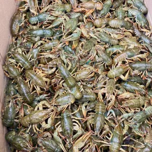 Продаж Живих Раків